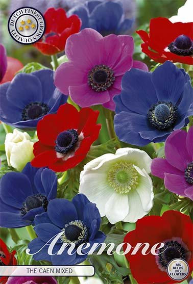 Bukettanemon-Anemone Coronaria The Caen Mixed 15-pakning